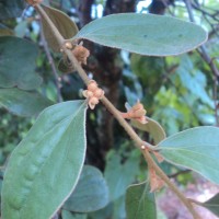 Taxillus tomentosus (B.Heyne ex Roth) Tiegh.